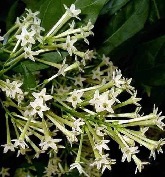 Cestrum nocturnum (galant de nuit) blanc - taille pot de 3 litres - 30/40cm
