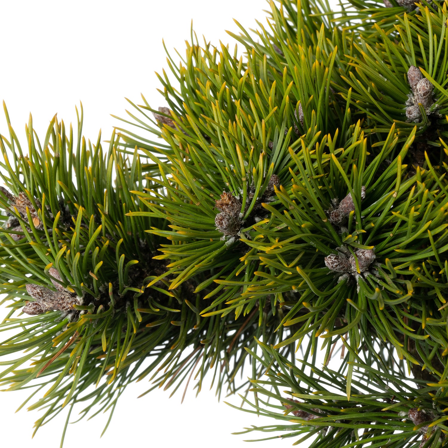 Bergden (Pinus mugo 'Grüne Welle') D 23 H 60 cm