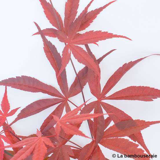 Acer palmatum ‘Atrolineare’ C3L h.40/60cm