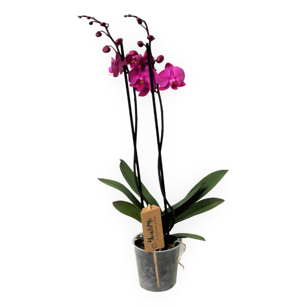 Phalaenopsis - orchidée pourpre - pot 12cm - hauteur 50-60cm