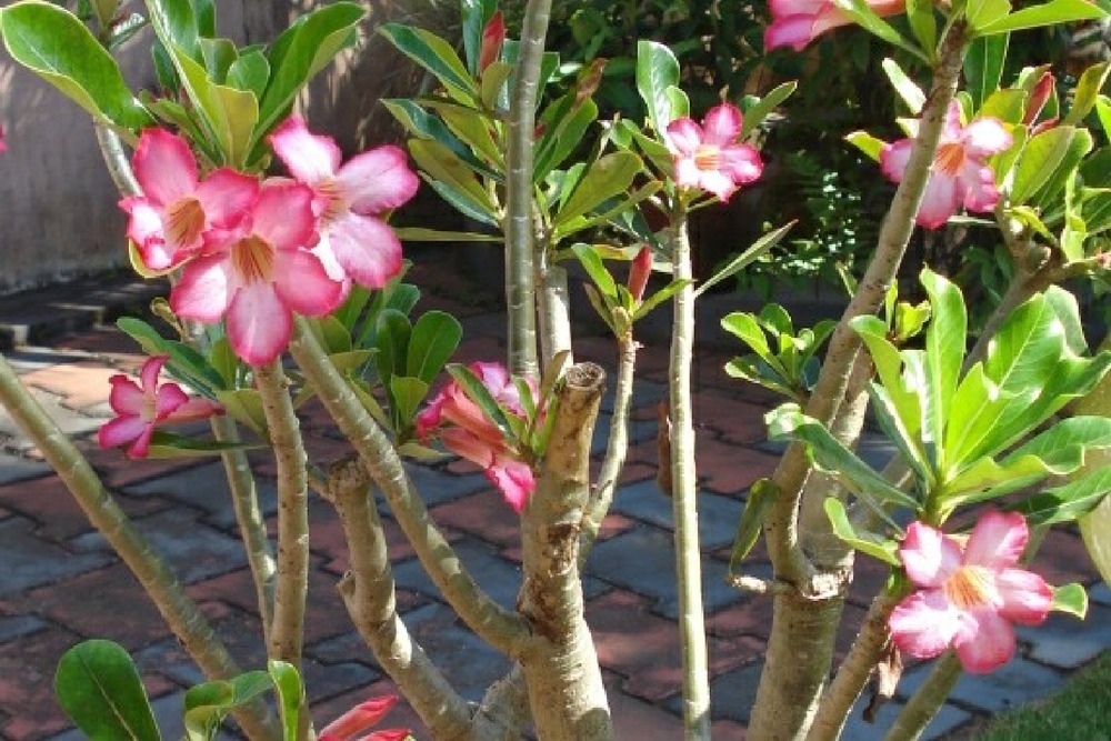 Jardin dans le sac - rose du désert - 8 graines - adenium obesum