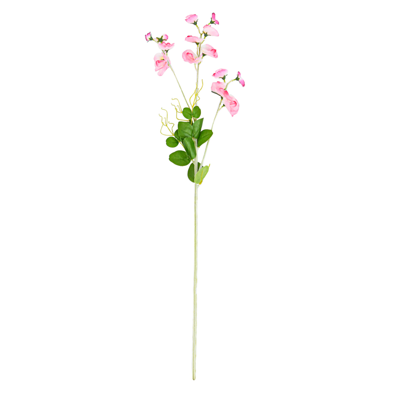 Tige de pois de senteur