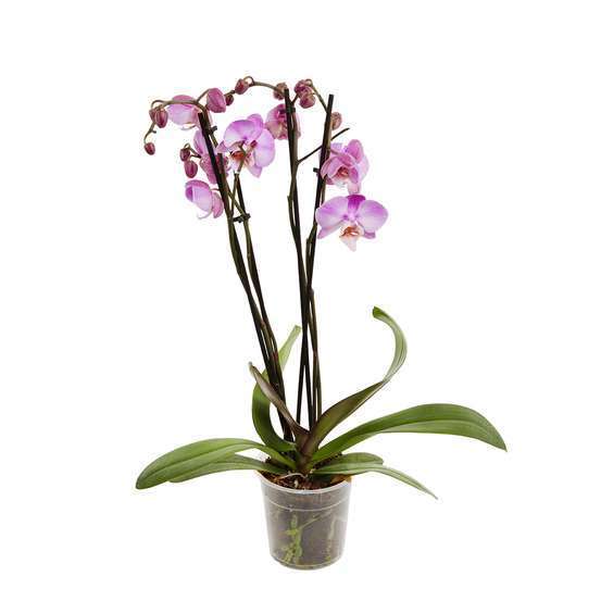 Orchidée Phalaenopsis 4 tiges - pot D.12 cm