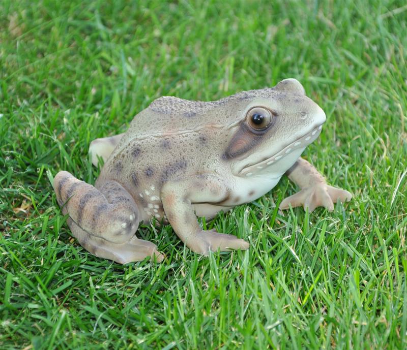 Dazikemo Gartenfigur Teichfigur Dekofigur Frosch