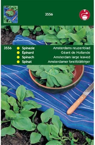 groentezaad (Spinacia oleracea 'Amsterdams Reuzenblad')