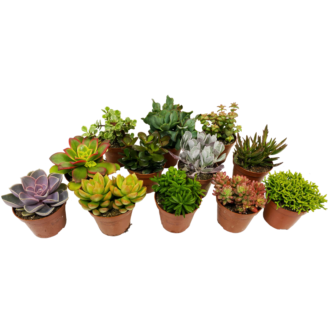 Mélange de succulentes - mélange de 12 - pot 5,5cm - hauteur 5-10cm