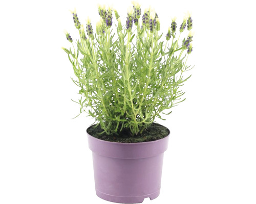 Franse lavendel FloraSelf Lavandula stoechas 'Anouk' H 20-25 cm Ø 15 cm pot wit