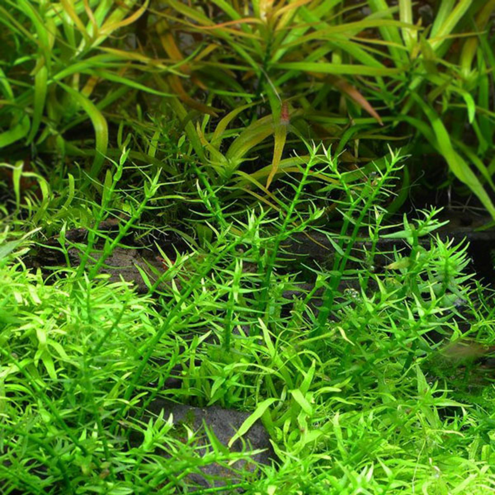 Gratiola viscidula in vitro