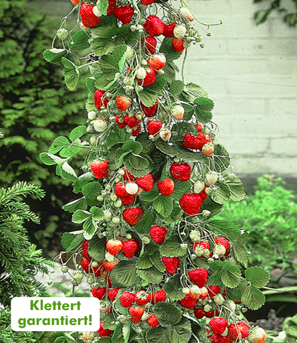 Kletter-Erdbeere 'Hummi®'