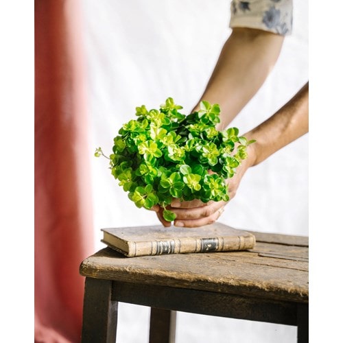 Peperomia rotundifolia