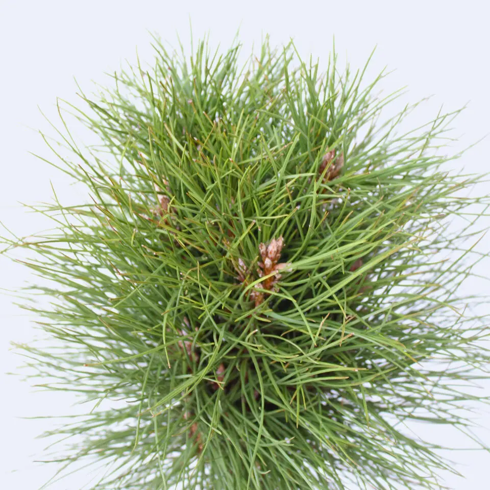 Dwergden - Pinus 'Summer Breeze' - Hoogte 70-80cm - ⌀24cm