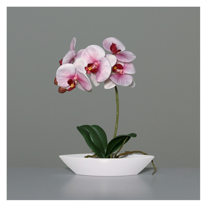 Orchidee in Schale - ca. 32 cm - rosa