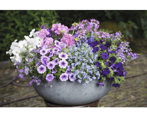 Bloemsalie FloraSelf Salvia farinacea 'Sallyfun Deep Ocean' Ø 12 cm pot