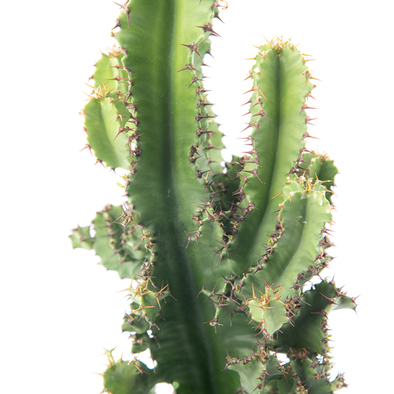 Euphorbia eritrea - pot D19cm