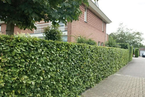 Fagus sylvatica Bøk Ø22 cm