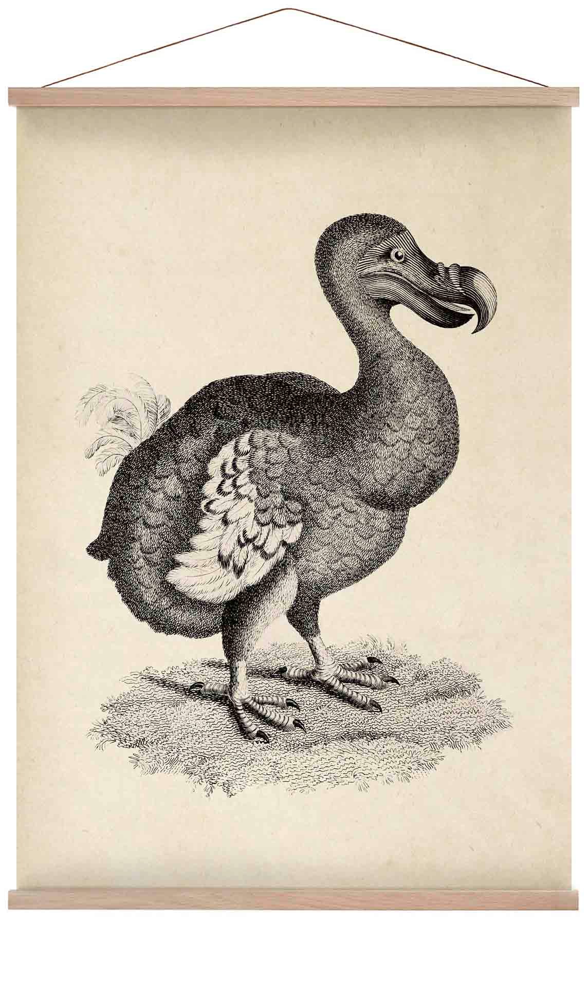 Antiker Dodo