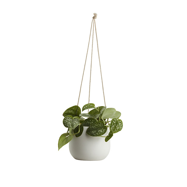 Pothos tacheté, pot en céramique suspendu, 13cm