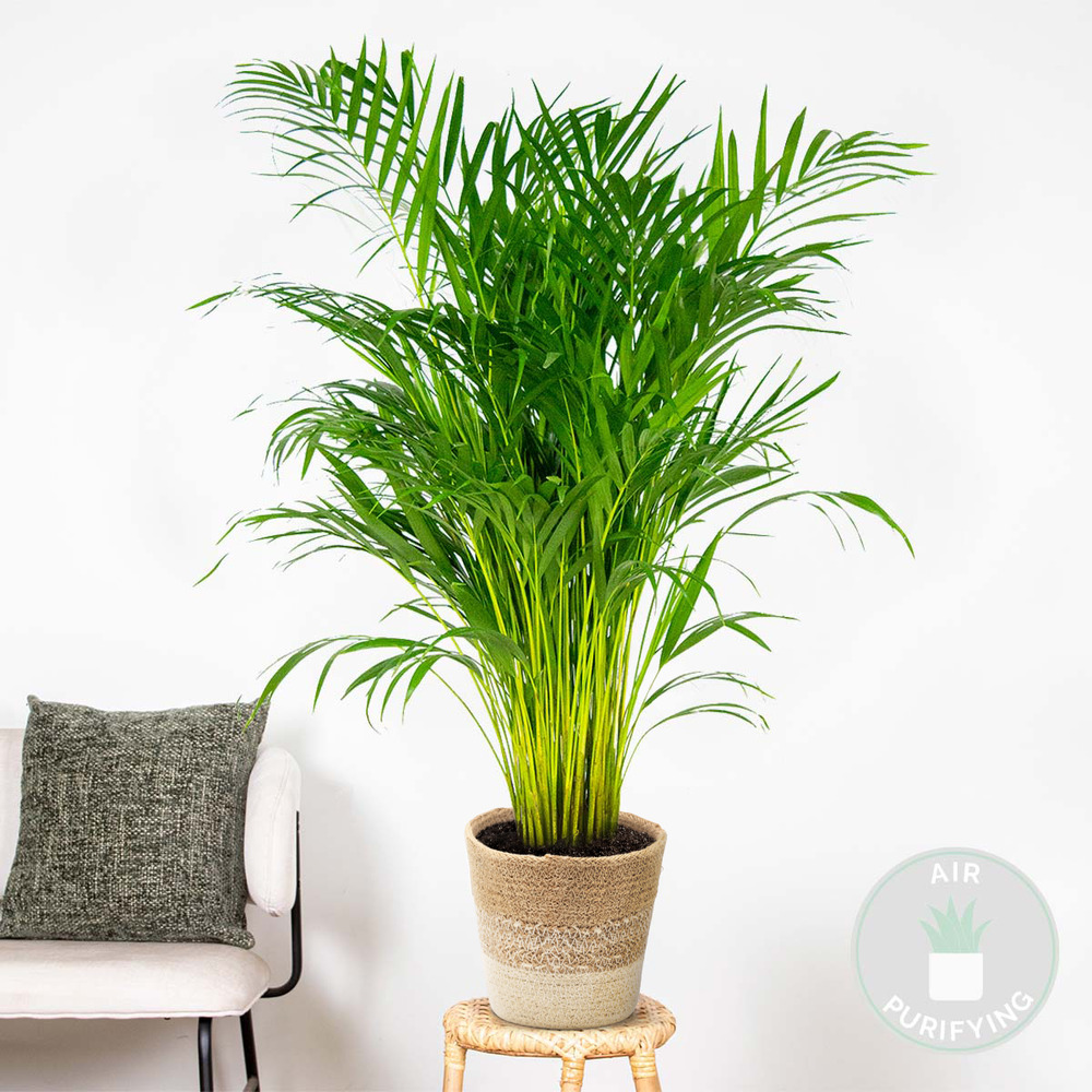 Dypsis lutescens incl. Panier nea - golden palm - facile d'entretien - ⌀21 cm - ↕100-110 cm