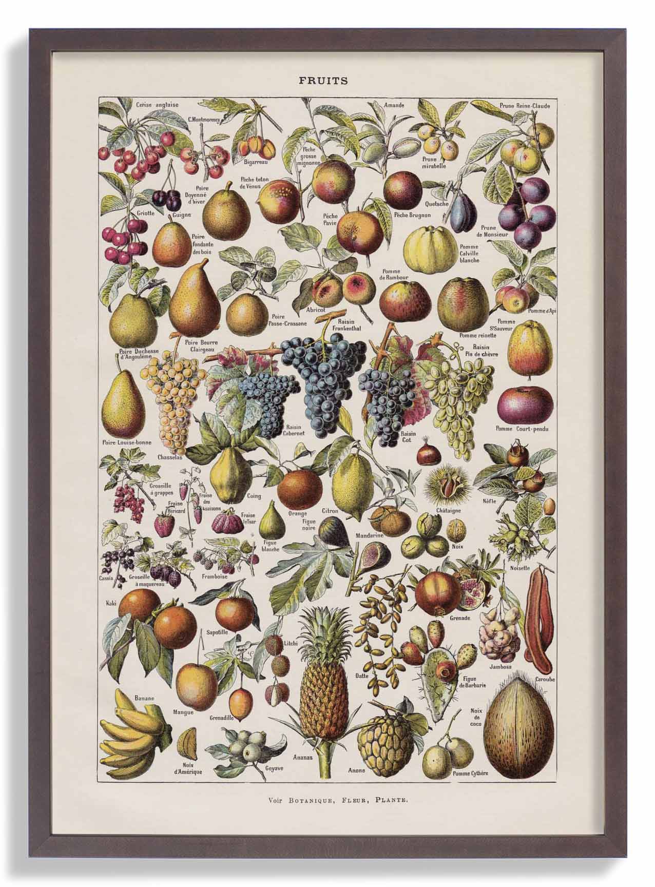 Antike Früchte von Adolphe Millot