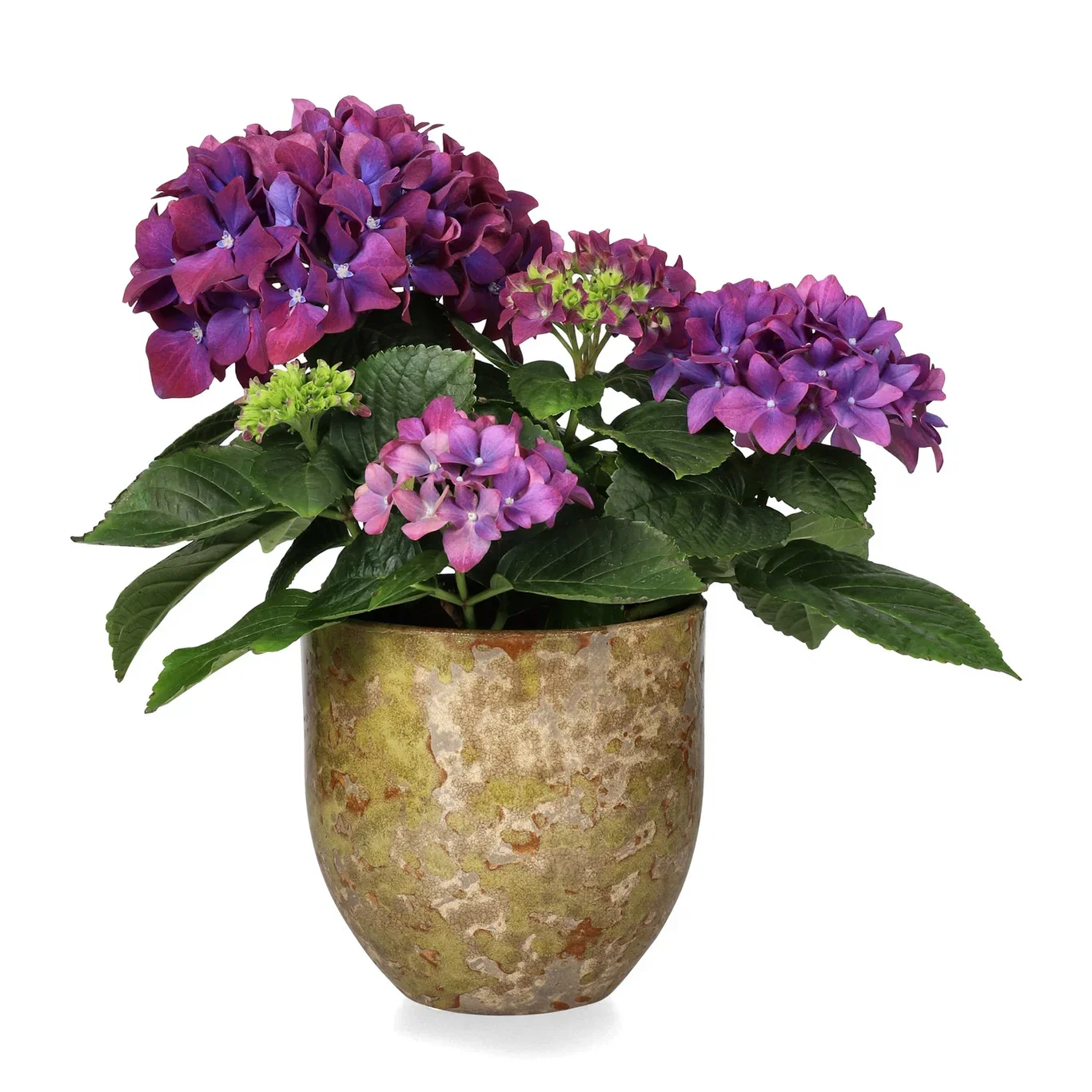 Hydrangea macrophylla Hortensia Høyde 25 cm