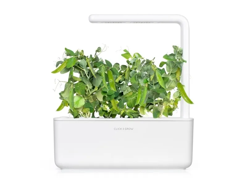 Click & Grow SGR54x3, Spiselig plante, Genopfyldning, Hurtig producent (3-5 uger), 7 - 14 dage, 2 måned(er), 18 - 24 °C