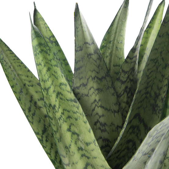 Sanseveria Zeylanica Fan - pot D12cm