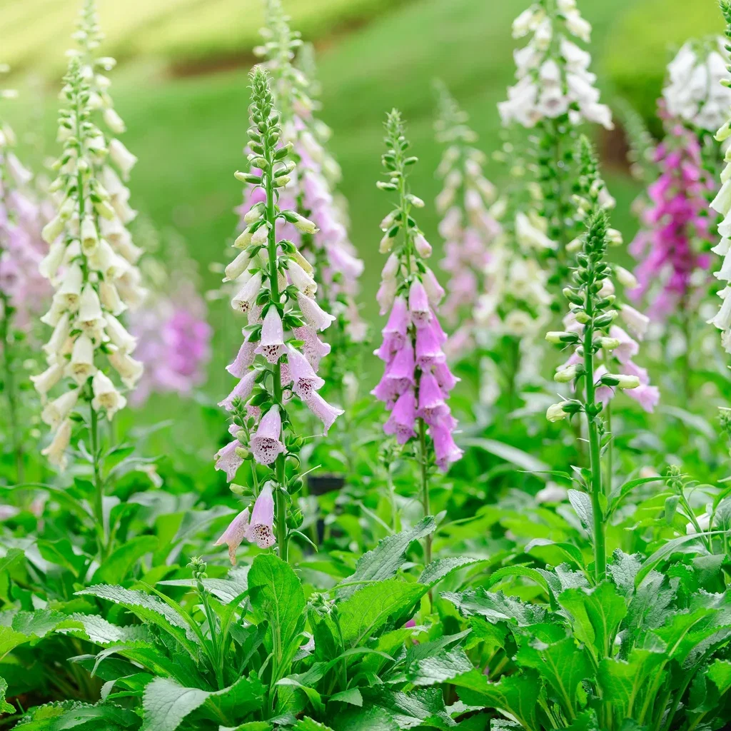 Digitalis purpurea Gloxinioides-Gruppen Revebjelle 'Gloxiniiflora' Ø11 cm