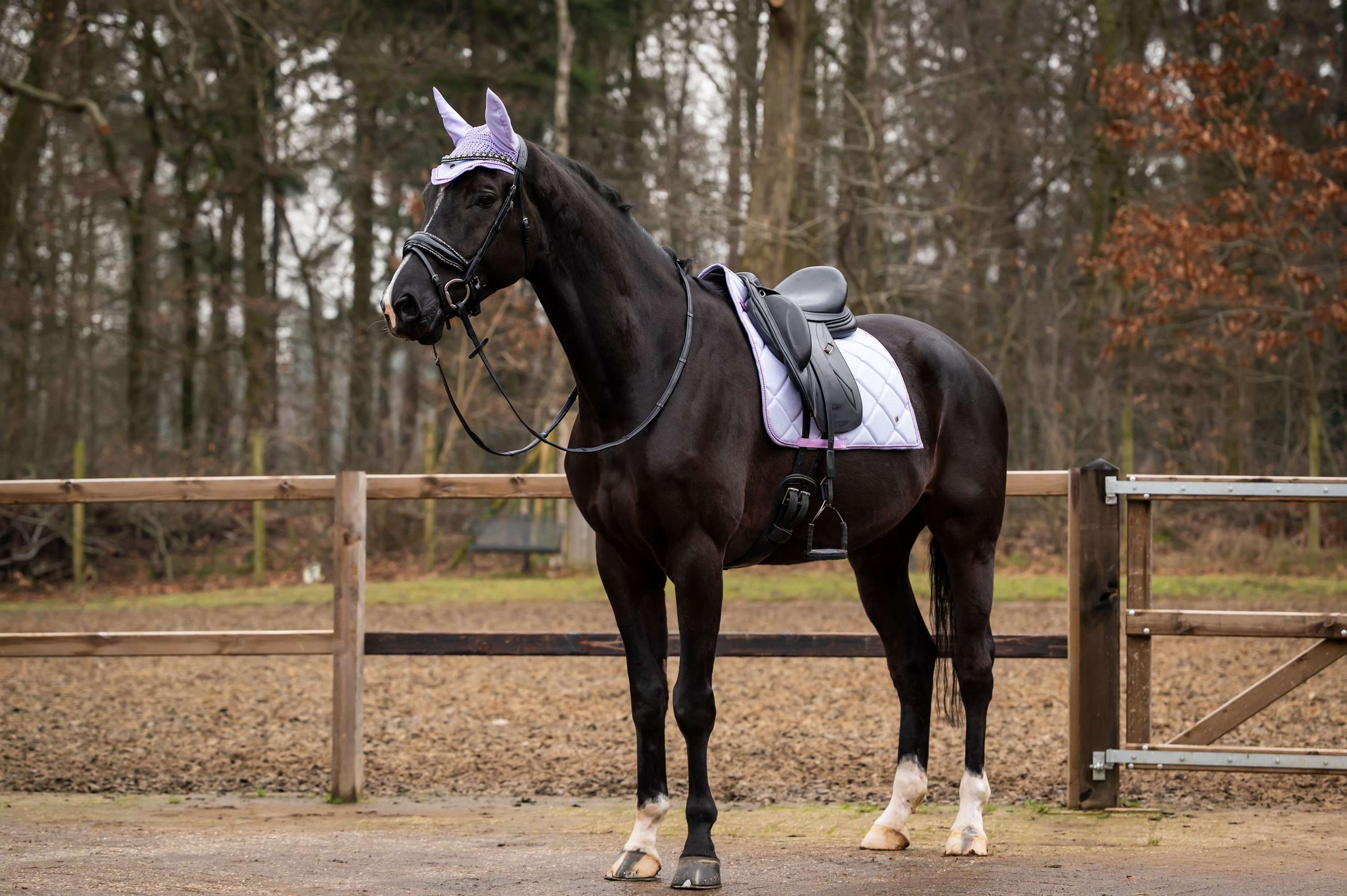 HB Showtime Zadeldekje Spring Dressuur Lichtpaars