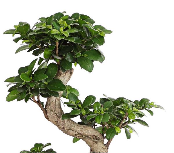 Chinesische Feige - Ficus microcarpa