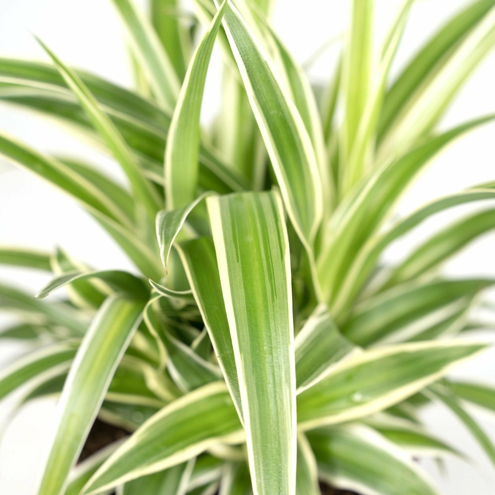 Plante d'intérieur - chlorophytum variegata 12cm