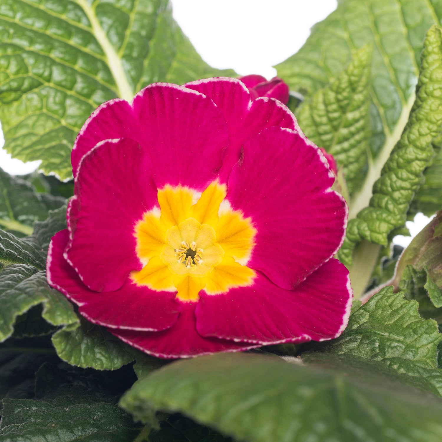 Sleutelbloem (Primula acaulis) roze gevlamd D 10,5 H 10 cm