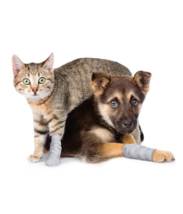 Dehner Lieblinge Wundkompresse für Hunde &