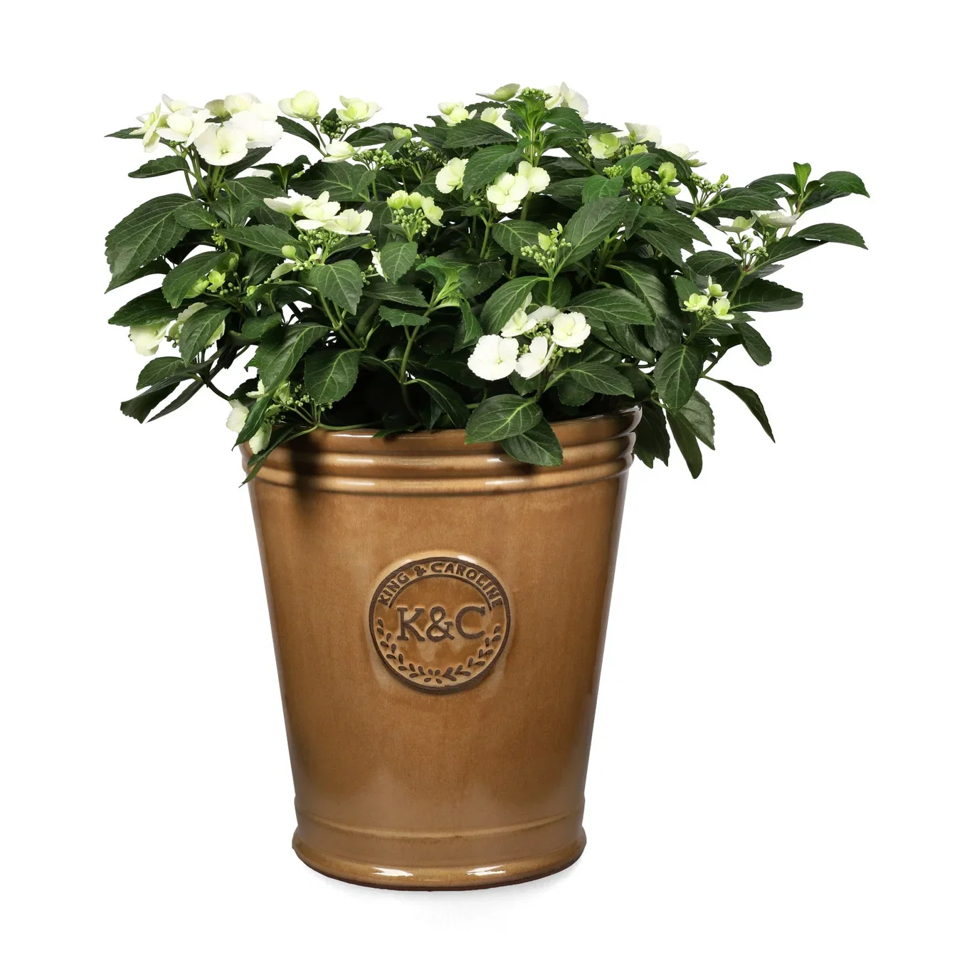 Hydrangea RUNAWAY BRIDE SNOW WHITE ('Ushyd0405') Hortensia RUNAWAY BRIDE SNOW WHITE Ø24 cm