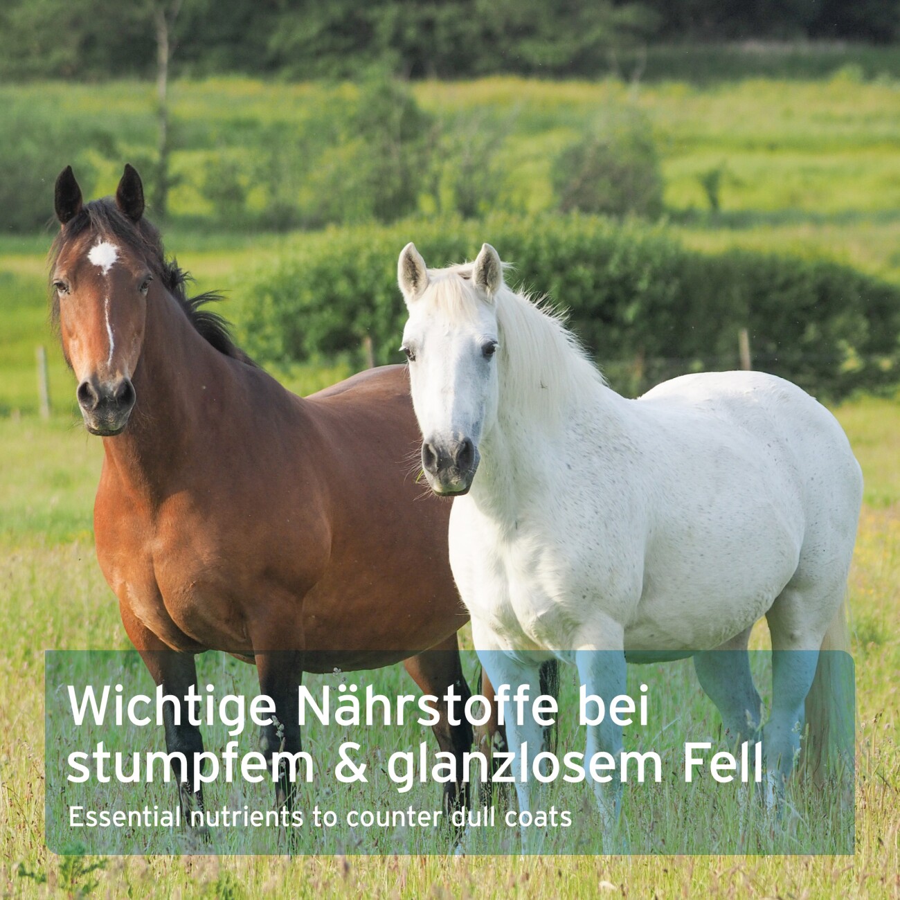 AniForte Bierhefe BT Pur 5 kg