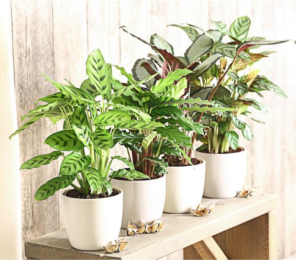 Korbmarante - Calathea 'Tropistar'