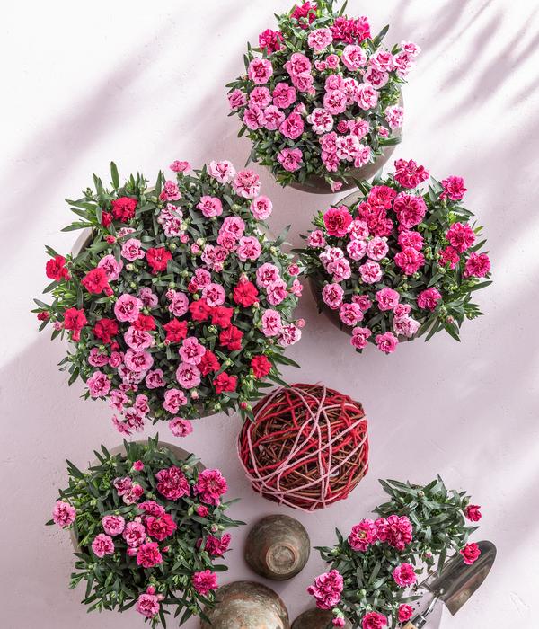 Garten-Nelke, verschiedene Farben