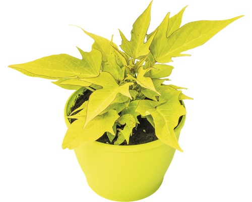 Sierzoete aardappel FloraSelf Ipomoea batatas 'Sweet Caroline Lightgreen' Ø 12 cm pot