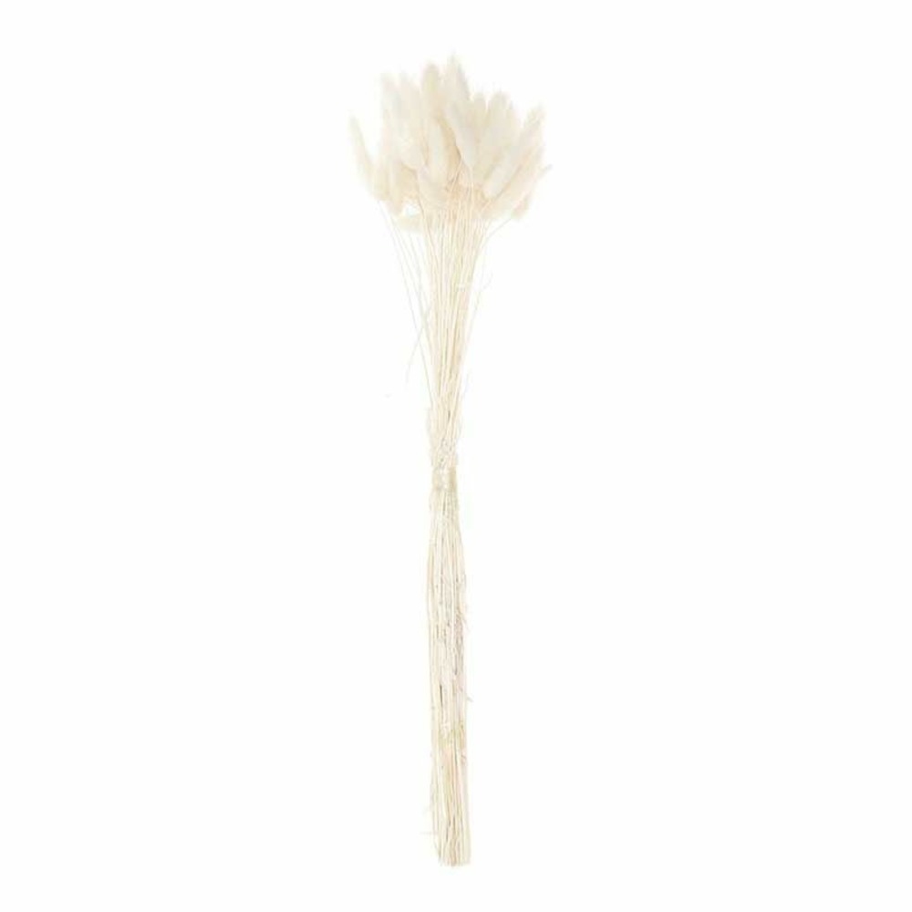 Lagurus séchés blanc - 45 cm