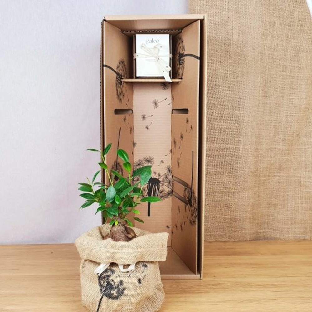 Coffret d'un bonsaï, le ficus ginseng avec une bougie naturelle parfumée jardin