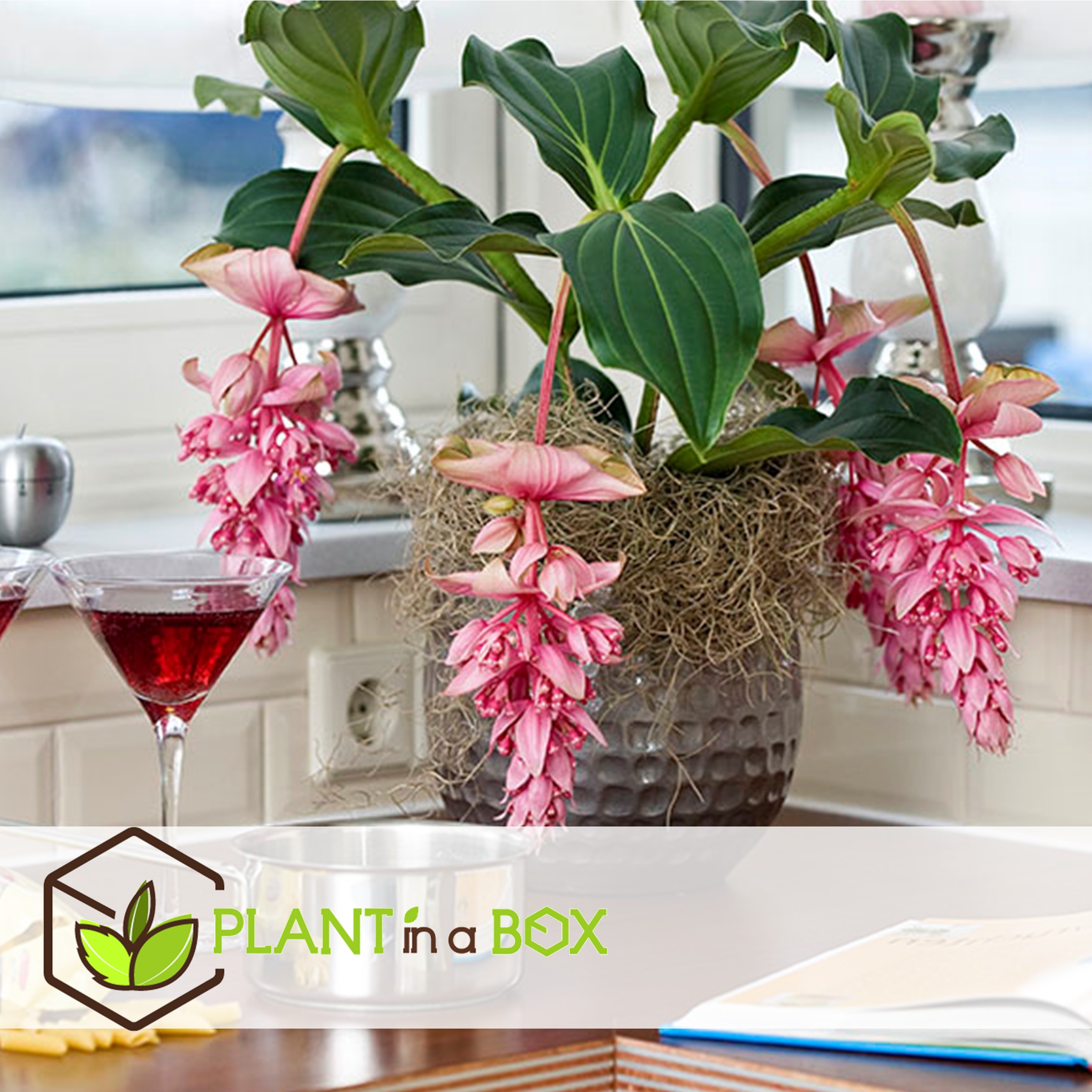 Medinilla magnifica - pot 17cm - hauteur 40-50cm