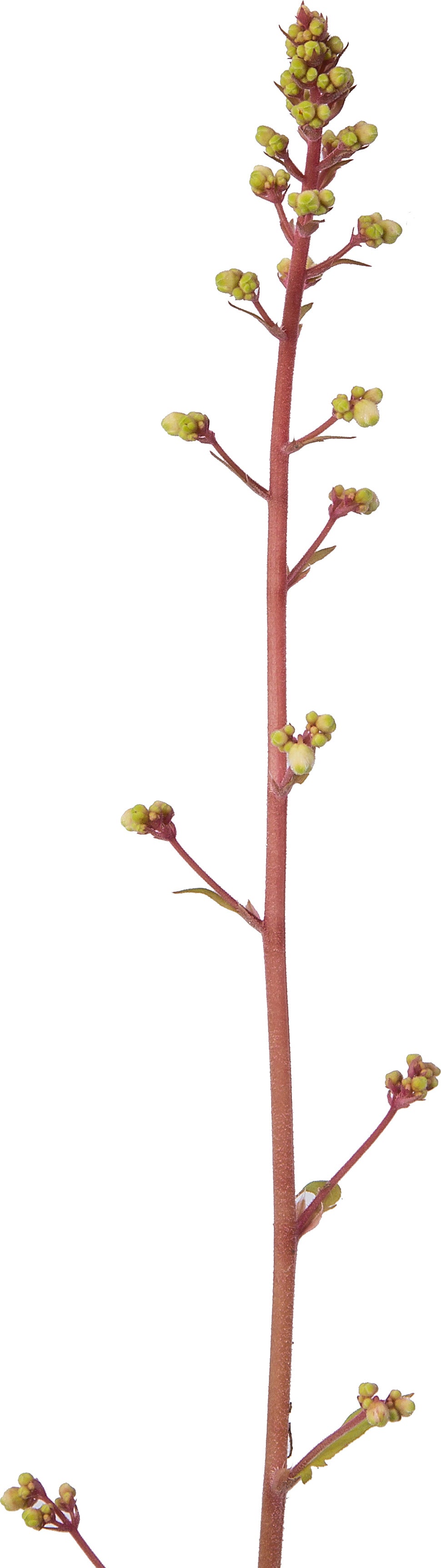 Purperklokje (Heuchera 'Marmelade') D 17 H 25 cm
