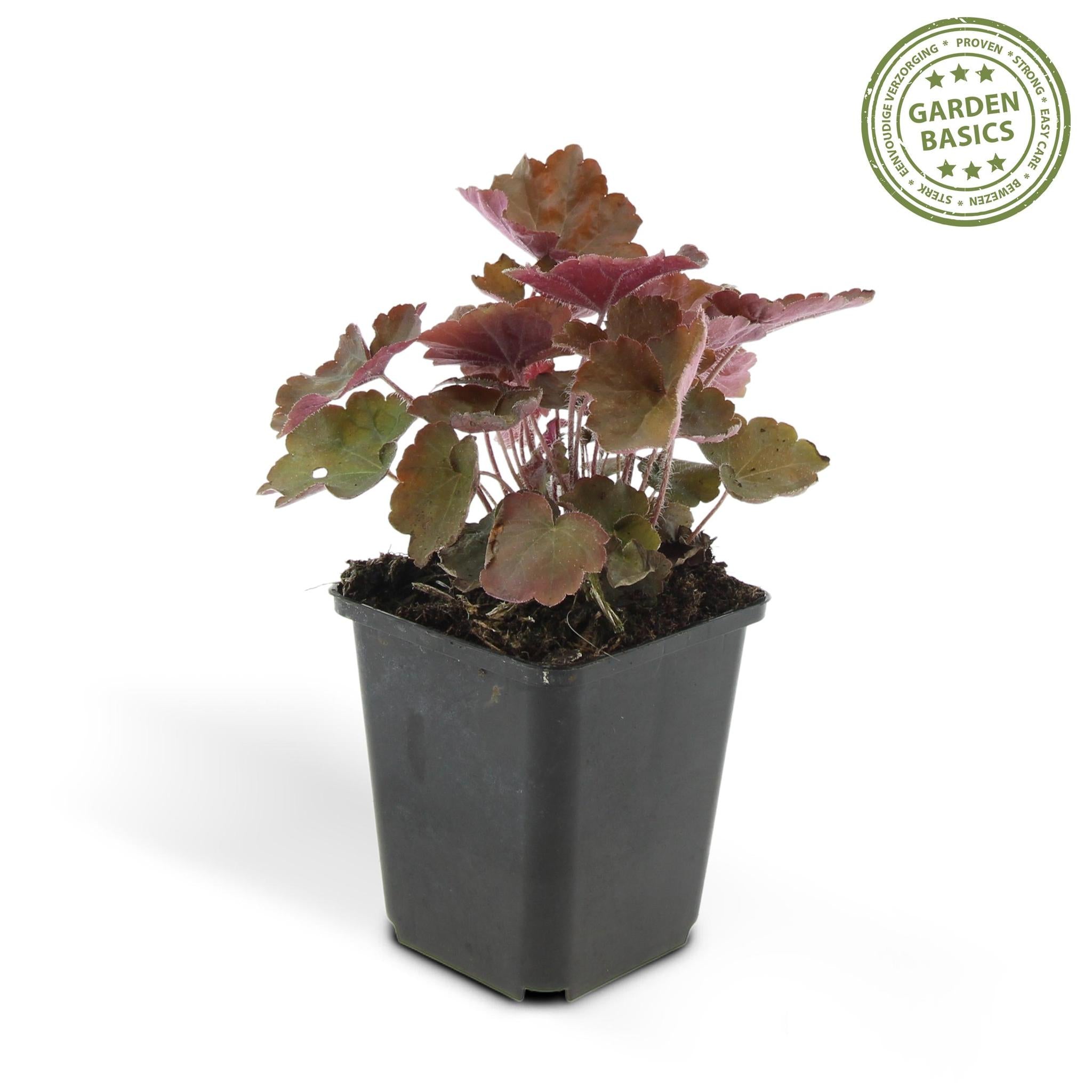 Heuchera mic. 'palace purple'