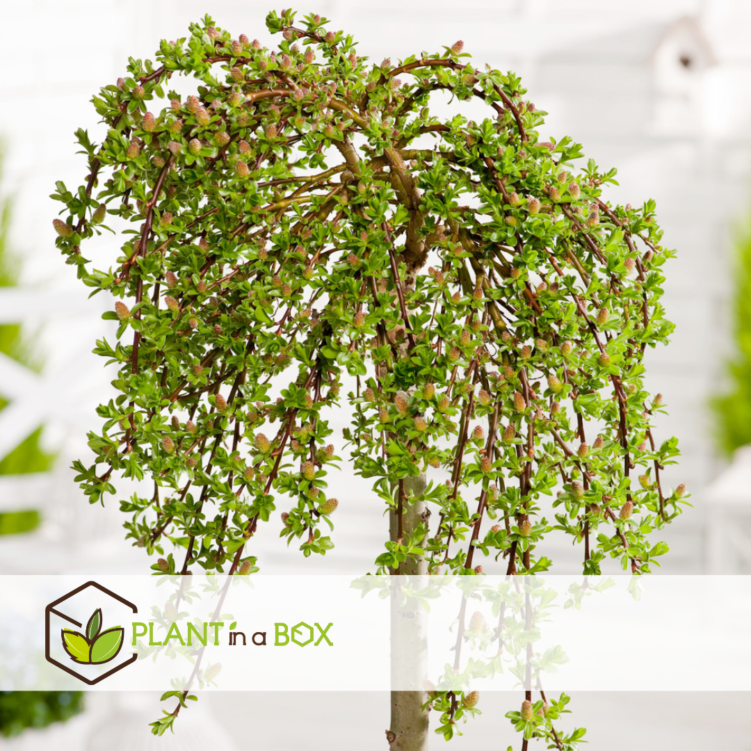 Salix arbuscula - saule nain - arbre - ⌀19 cm - hauteur 80-90 cm