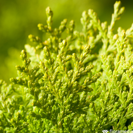 Thuya orientalis 'Pyramidalis Aurea' - Pot 3L
