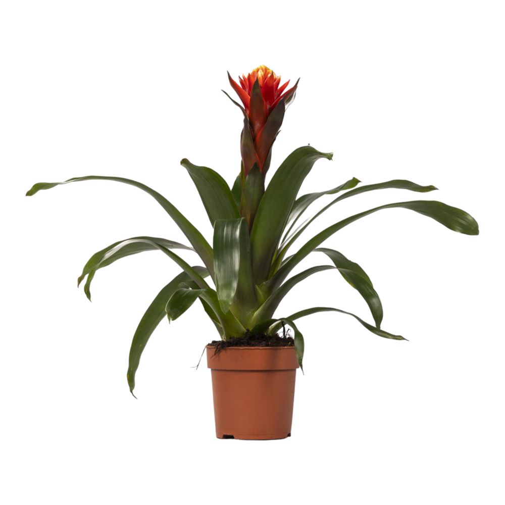 Plante d'intérieur - guzmania happiness 45.0cm