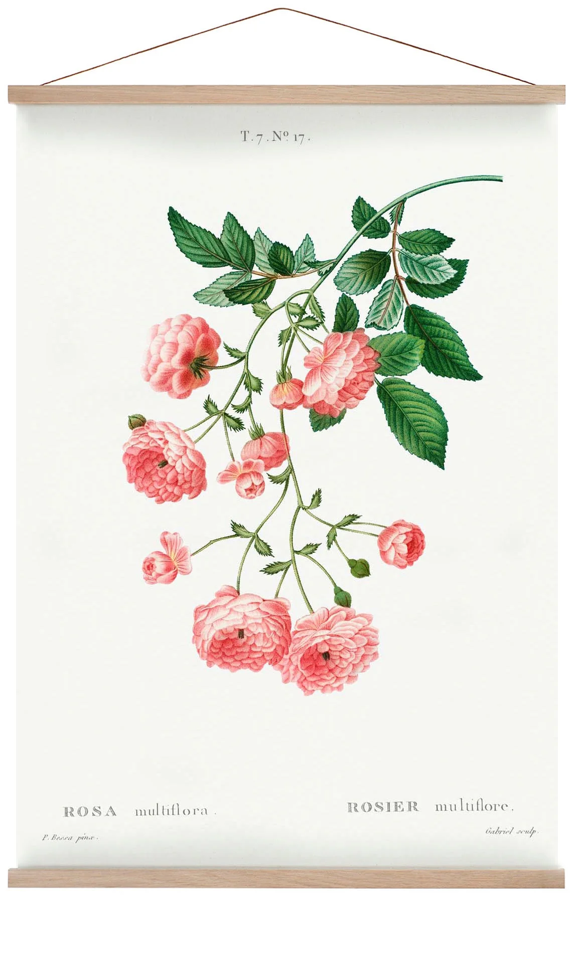 Rosa Multiflora