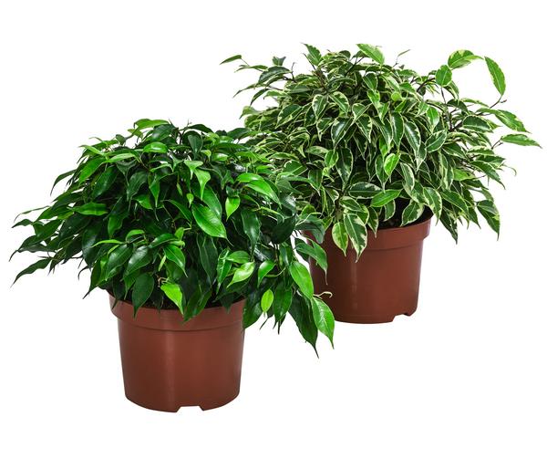 Birkenfeigen-Set - Ficus benjamini, 2-teilig