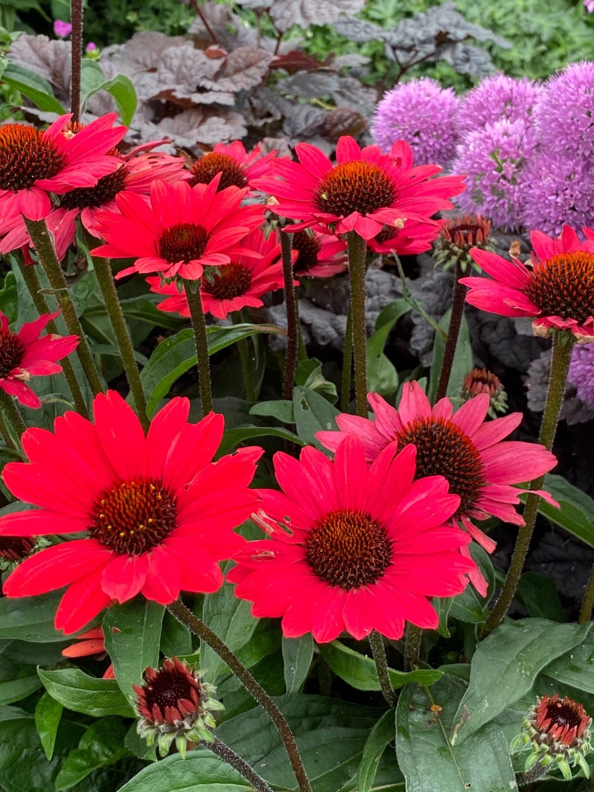 Zonnehoed (Echinacea purpurea 'SunSeekers Scarlet') D 17 H 35 cm