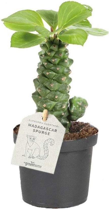 Wolfsmelk (Euphorbia ritchiei) D 9 H 30 cm