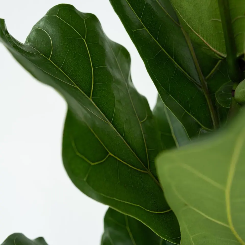 Vioolbladplant - Ficus Lyrata - Hoogte 70-90cm - ⌀21cm